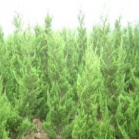 龍柏小苗價(jià)格