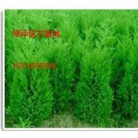 側柏一級大量供應、冠幅好、規(guī)格全、價低