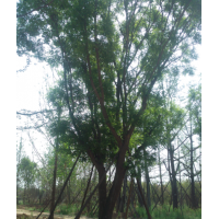 供應(yīng)茶條槭，蒙古櫟，國槐，皂莢等工程苗