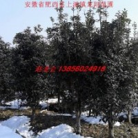 供應(yīng)叢生桂花、叢生榔榆、叢生烏桕、叢生大葉女貞