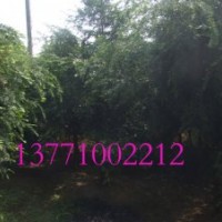 紅豆杉苗木批發(fā)