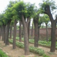 急售寧夏大量各種規(guī)格國槐
