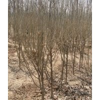 紫葉李價格 精品紫葉李樹 山東紫葉李樹