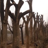 供應(yīng)各種優(yōu)質(zhì)國(guó)槐