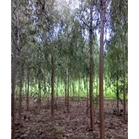 專供柳樹