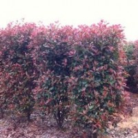 供應(yīng)紅葉石楠柱