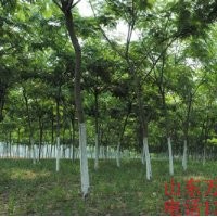 供應(yīng)5-35公分合歡