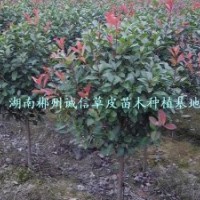 綠化用樹(shù) 工程樹(shù) 紅葉石楠樹(shù) 批發(fā)紅葉石楠樹(shù)