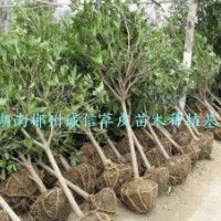 綠化用樹(shù) 工程樹(shù) 八月桂花樹(shù)低價(jià)批發(fā)