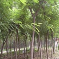 東軒苗木園林綠化基地合歡 國槐專業(yè)種植