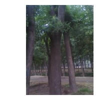 東軒苗木園林綠化基地出售速生國槐