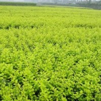 供應(yīng)大葉女貞