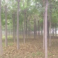 國(guó)槐 國(guó)槐基地