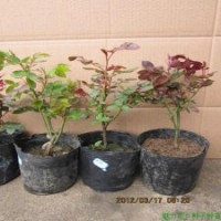 大花月季苗批發(fā)江蘇正規(guī)苗圃供應大花月季盆栽