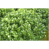 金山繡線菊、金焰繡線菊、珍珠繡線菊、大花萱草、紫花鳶尾、馬蓮