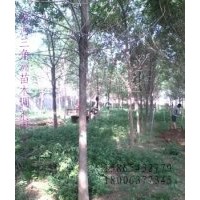 處理白蠟，法桐，臭椿