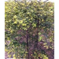 紅豆杉苗木80公分到2米都有貨