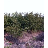 紅豆杉苗木高度價格