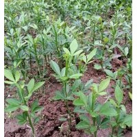 供應(yīng)鐵籬寨小苗 絢麗海棠、王族海棠、高原之火海棠、紅寶石海棠