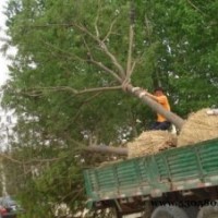 國槐.法桐.垂柳.白臘.3-20公分