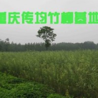 竹柳3號經(jīng)濟效益分析