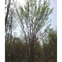 陜西西安叢生元寶楓