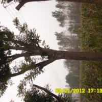 供應(yīng)大規(guī)格國(guó)槐