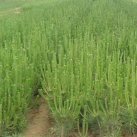 容器苗油松苗側(cè)柏苗松柏苗黑松苗質(zhì)量優(yōu)