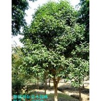 大葉女貞/低價(jià)出售