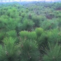 油松造型 平頂油松