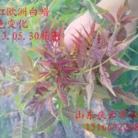 2013年?yáng)|紅歐洲白蠟得到大規(guī)模的種植推廣