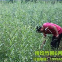 竹柳,美國竹柳,竹柳3號