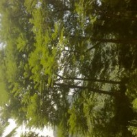 甩！小葉榕 香樟 本地木棉