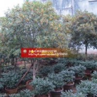 盆栽桂花長期出售