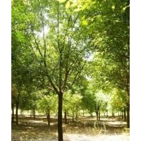 福建全冠香樟 福建漳州廈門龍巖福州莆田寧德泉州全冠香樟供應(yīng)