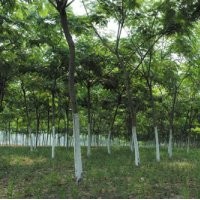 供應(yīng)山東皂角樹-顧客挑選-滿意為止