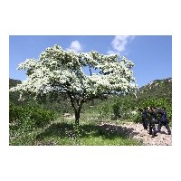 暴馬丁香山西暴馬丁香山西流蘇樹(shù)滿山的暴馬丁香流蘇樹(shù)價(jià)低質(zhì)優(yōu)