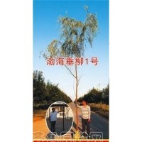 渤海一號(hào)速生垂柳、9901速生柳