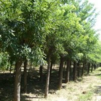 供應(yīng)20公分國槐-國槐種植基地