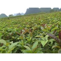 供應(yīng)貴州本地8月桂花苗