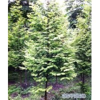 供應(yīng)10-15公分水杉