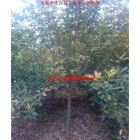 櫻花 安徽紅葉李 安徽大葉女貞 安徽香樟 烏桕樹