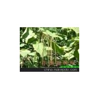 河北楸樹(shù) 河北梓樹(shù) 楸樹(shù)基地