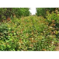 五角楓基地；出售五角楓