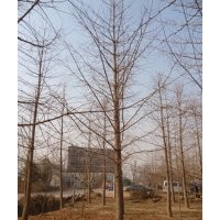 供應(yīng)5-30公分銀杏樹