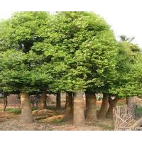 百日紅\大葉女貞\法桐\光皮木瓜\龍爪槐