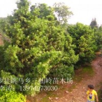 供應(yīng)羅漢松 造型羅漢松