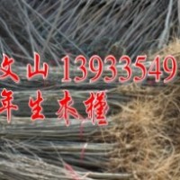 急售木槿 紫穗槐 金娃娃萱草 需要者速聯(lián)系