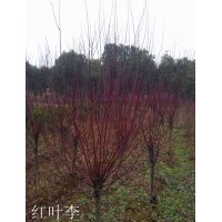 安徽紅葉李|肥西紅葉李|紅葉李價(jià)格|紅葉李小苗批發(fā)