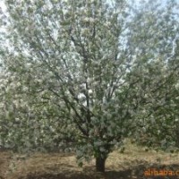 八棱海棠樹 2013年八棱海棠原產(chǎn)地最新信息